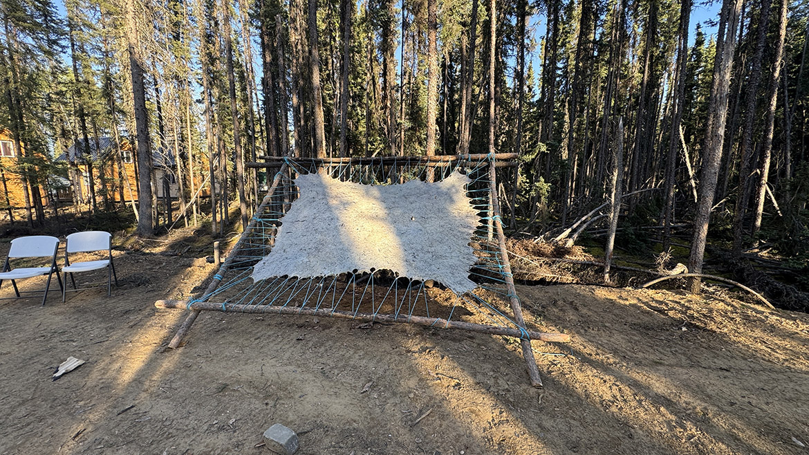 Une peau d’animal étirée sur un grand cadre en bois dans la forêt.